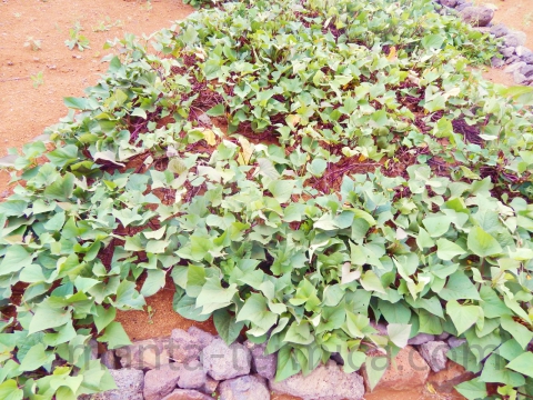 follaje-de-ipomea-batatas-cultivo-de-camote-en-campo-abierto