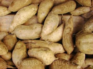 tuberculo-ipomea-batatas-sweet-potato-papa-dulce-boniato-o-camote