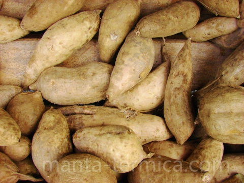 El cultivo de batata, papa dulce  (Ipomoea batatas)
