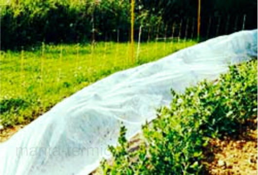 cultivo-de-arandanos-protegido-del-frio-con-manta-termica
