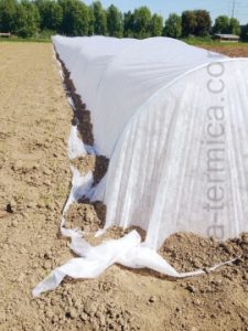 cultivo-en-campo-abierto-protegido-de-heladas-con-manta-termica