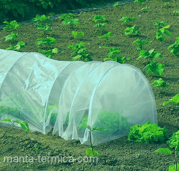micro-túnel con protección de INVERNAVELO en cultivo